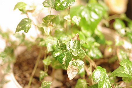 IMGP3850_s
