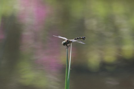 2012.07.09　和泉川　ガマにウチワヤンマ
