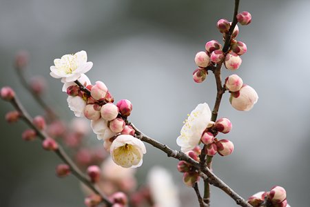 2009.02.11　こども自然公園　八重寒紅