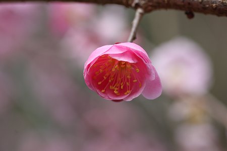 2009.02.28 笠森観音 梅