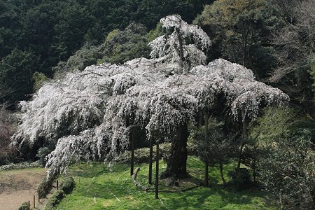2009.04.07　招太寺　枝垂桜　樹齢330年-3