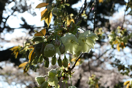 2009.04.11　恵林寺　右近桜