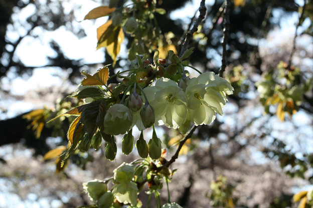 09 04 11 恵林寺 右近桜 写真共有サイト フォト蔵