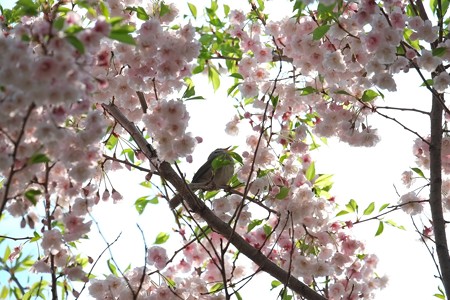 2014.04.14　和泉川　シダレザクラでウグイス