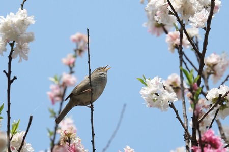 2014.04.17　和泉川　ハナモモにウグイス