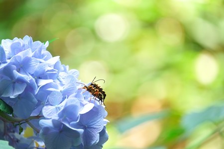 2014.06.19　瀬谷市民の森　アジサイにヨツスジハナカミキリ