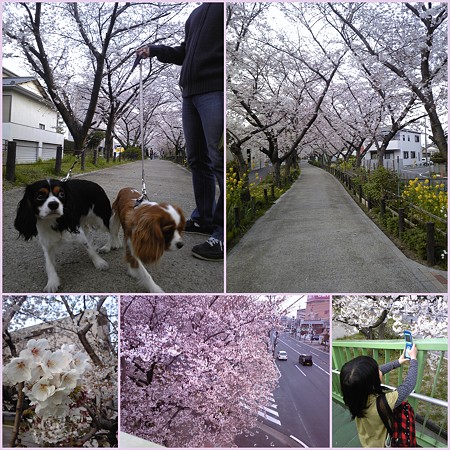 桜並木へ♪