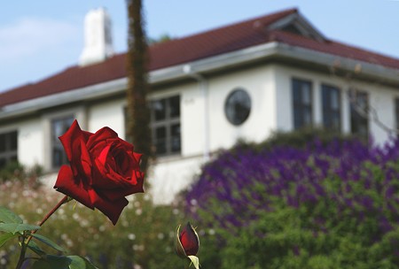 紅い薔薇と・・