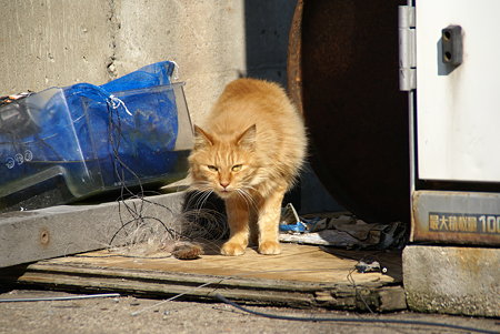 「何かご用~?」 漁港で愛されてる猫・・1