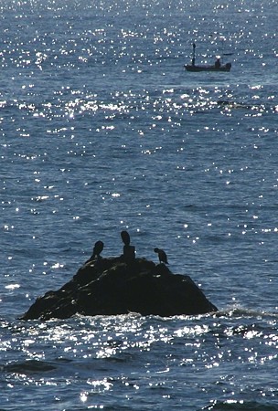 海鳥の三者会談~♪