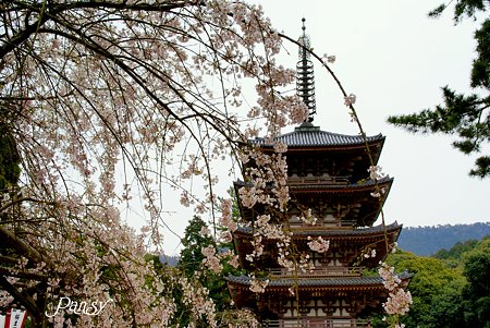 五重塔 京都醍醐寺にて18
