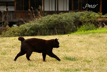 20歳のくろちゃん・・ 三渓園の猫