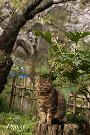 桜の樹の下で・・ 三渓園の猫