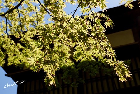 三渓園～春～-058