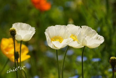 くりはま花の国-028