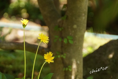 黄色の花・・