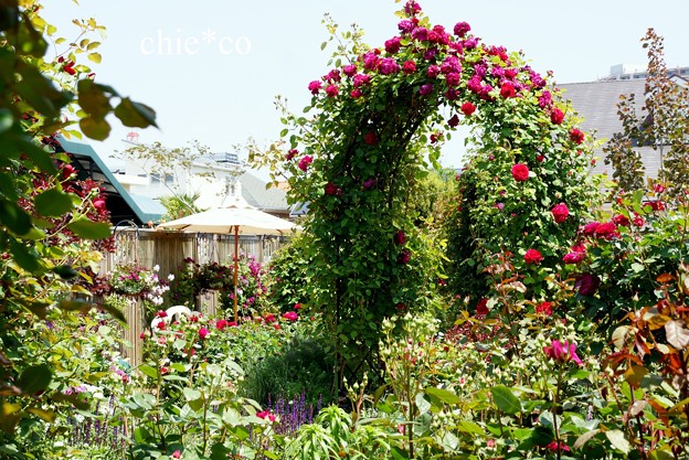 横浜 English Garden-150