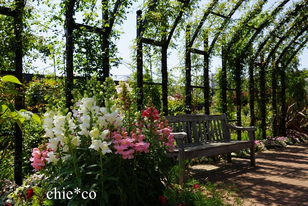 横浜 English Garden-064
