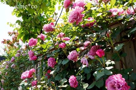 横浜 English Garden-216