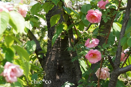 横浜 English Garden-229