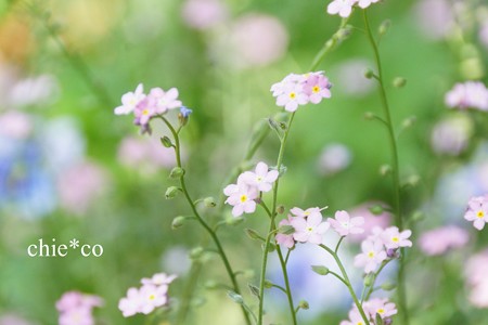 横浜 English Garden-238