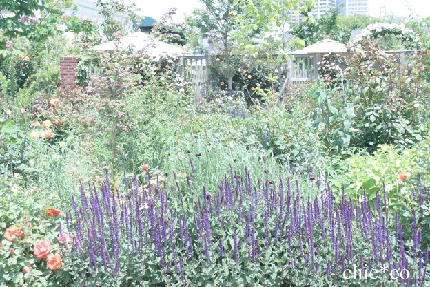 横浜 English Garden-359
