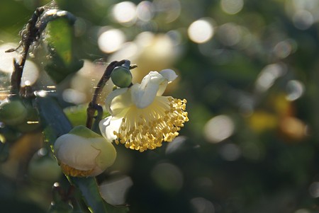 茶の花・・・