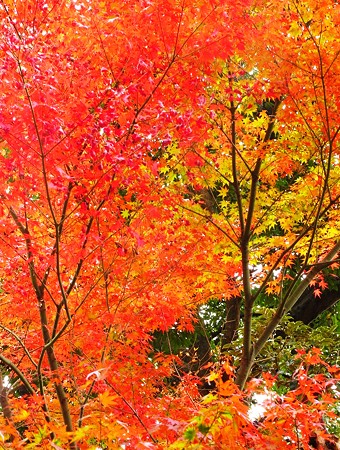 長谷寺のもみじ・・♪
