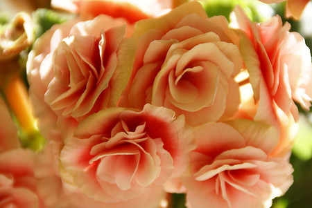 薔薇のように・・・ベゴニア