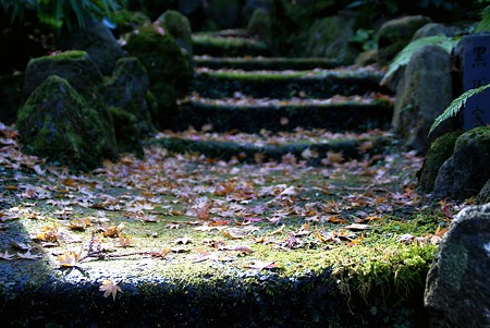 苔むして・・・落ち葉の階段