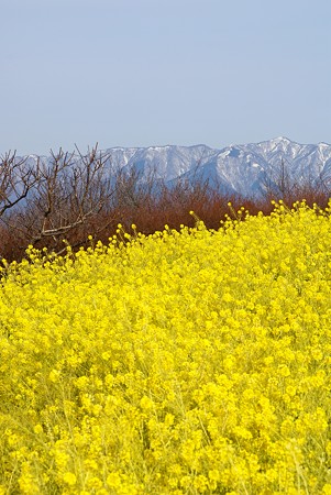 雪を被った山と菜の花 吾妻山にて・・
