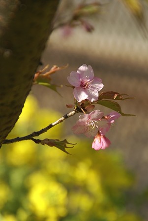 可憐~♪ 三浦の河津桜~♪