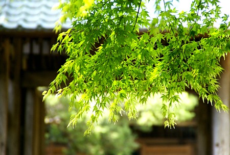 若葉と・・