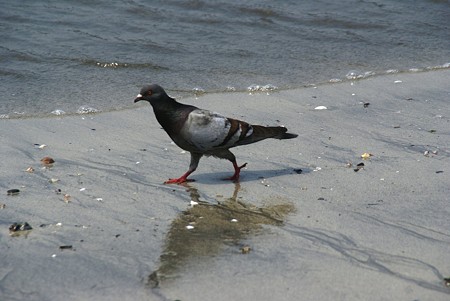 波打ち際の鳩・・
