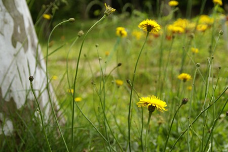 Yellow & Green