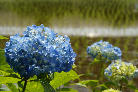 田んぼの紫陽花~♪