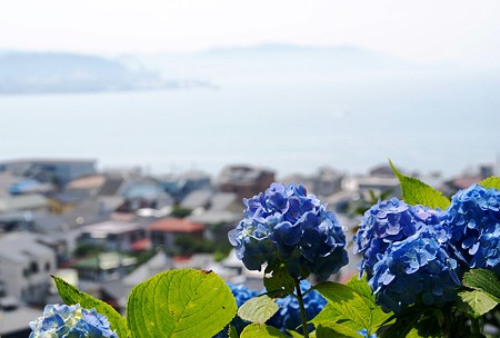 青の重なり・・ 紫陽花と海のある風景