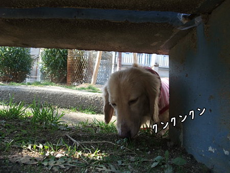 クンクン