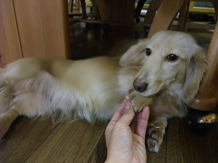 肉球プニュプニュでたまらん!!