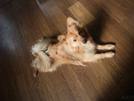 ペッちゃんこ座りの天馬