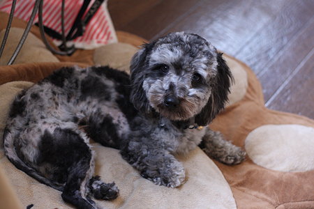 尻尾以外はどっから見ても普通の犬でしょ