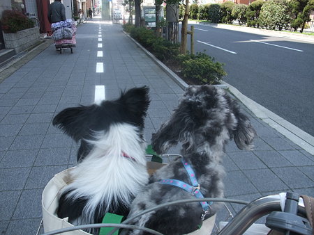カゴにだって乗る