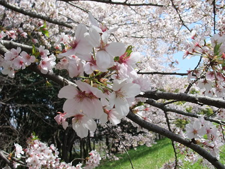 お花見