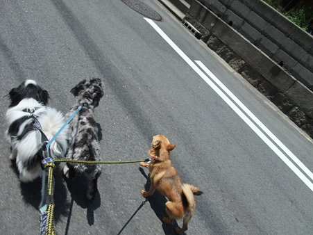 散歩でも一番賢く歩いてた