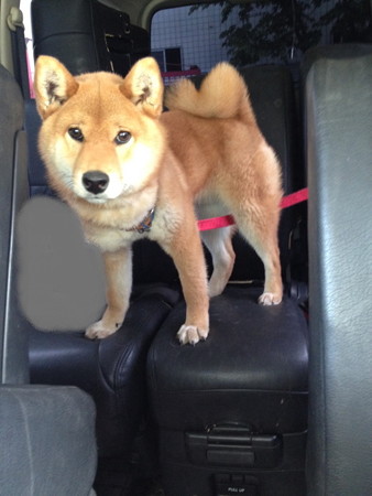 車ではグロッキー・・・