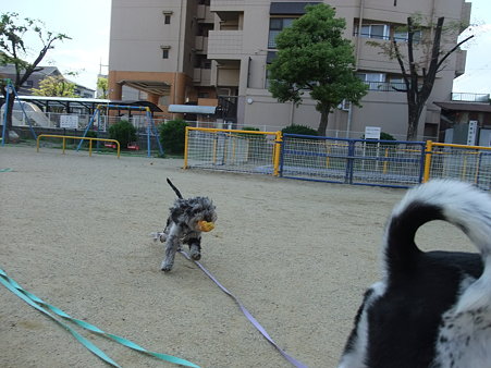走り回ってます