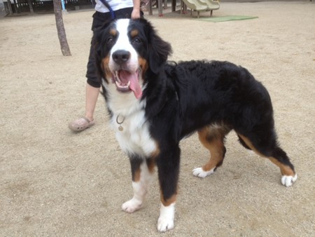 子犬は天使でもあり悪魔でもある