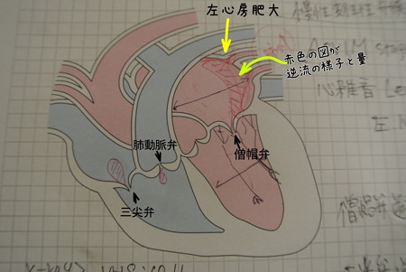 和来の心臓の様子
