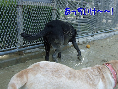 あっちいけ