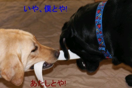 どっちと遊ぶ?